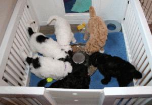 Group of puppies eating