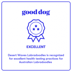 Good Dog Award for desert Waves labaradoodles