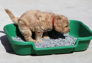 Puppy using a potty box