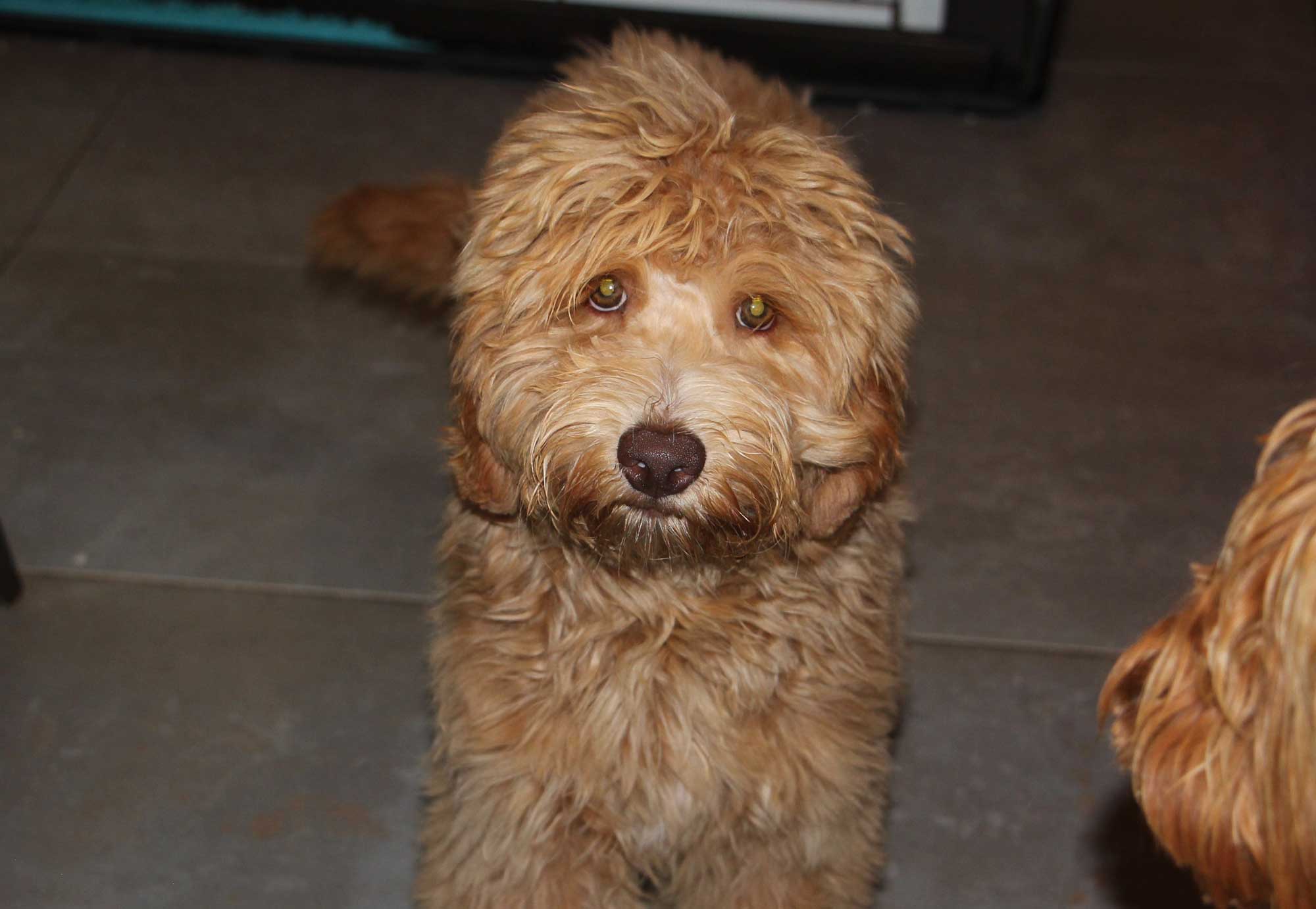 Desert Waves Labradoodles Breeding Dogs | Albuquerque, NM