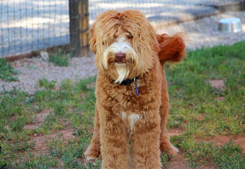 Labradoodle Puppy Litters | Albuquerque, NM - Desert Waves Labradoodles